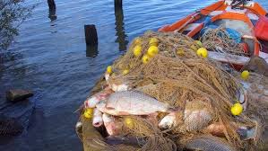 pesca sábalo