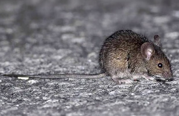 raton