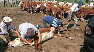 vacas garrapatas