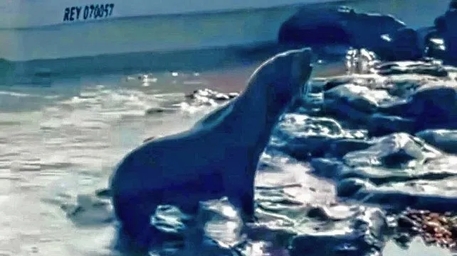 lobo marino en rio uruguay