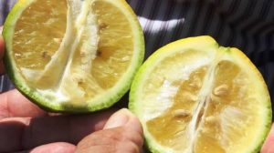 citrus hlb