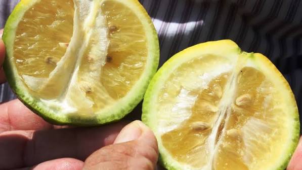 citrus hlb