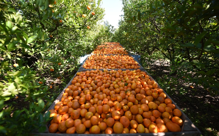 citrus
