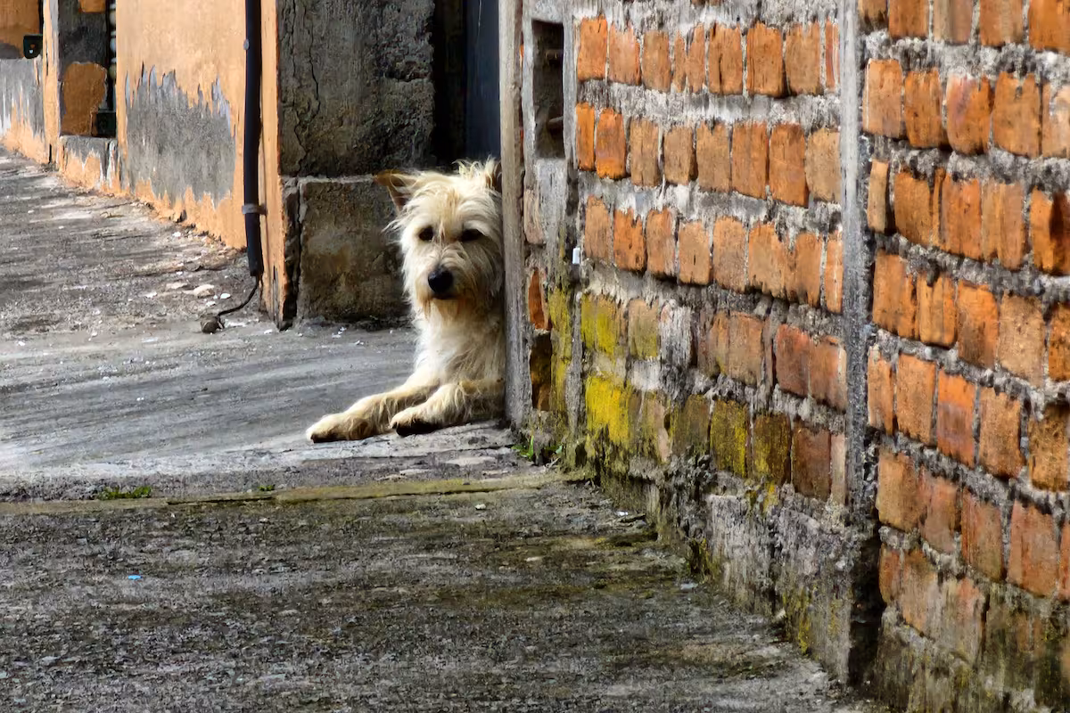 perro callejero