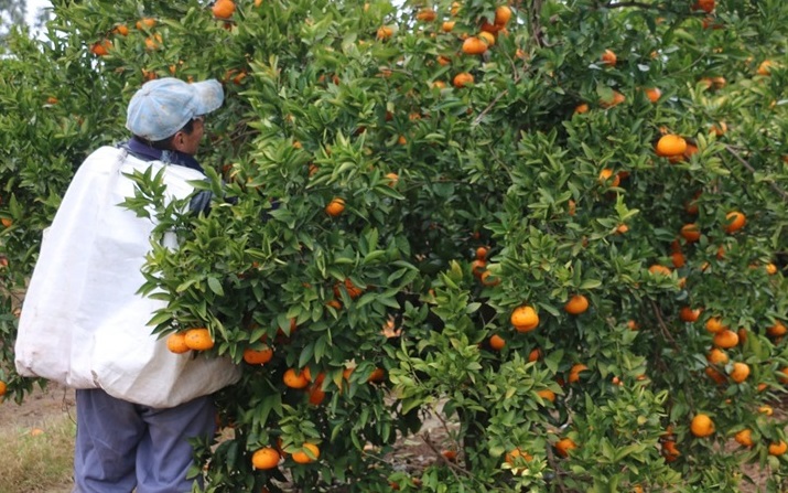 citrus