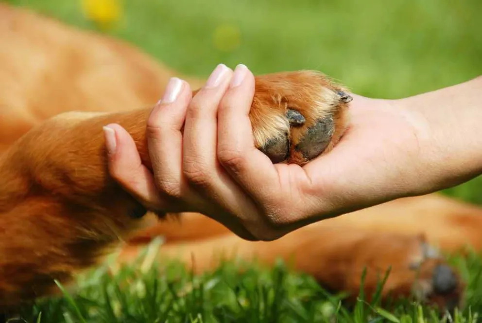 animal protección patita perro