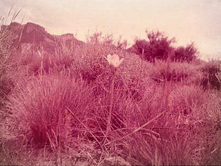 pasto, yuyos, flor