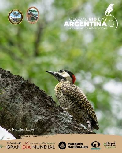 aves 2 palamr