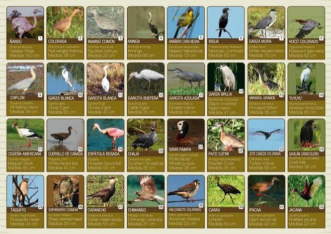 aves guia