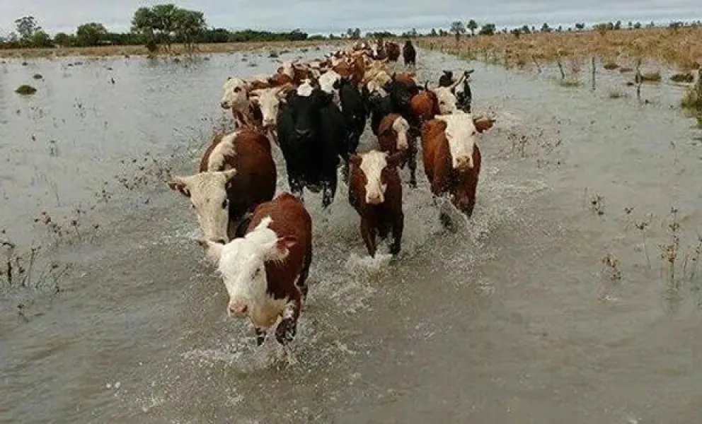 vacas inundadas
