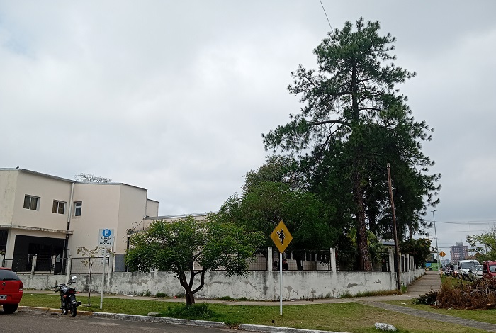 arbol 57