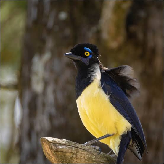 aves el palmar