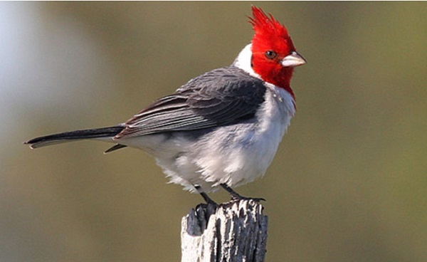 cardenal
